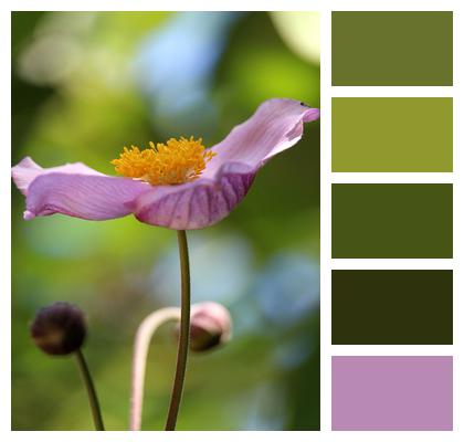 Pink Flower Anemone Flower Image